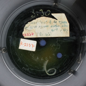 התזמורת הסימפונית של וינה – סימפוניה מס. 2 “דוד” 6